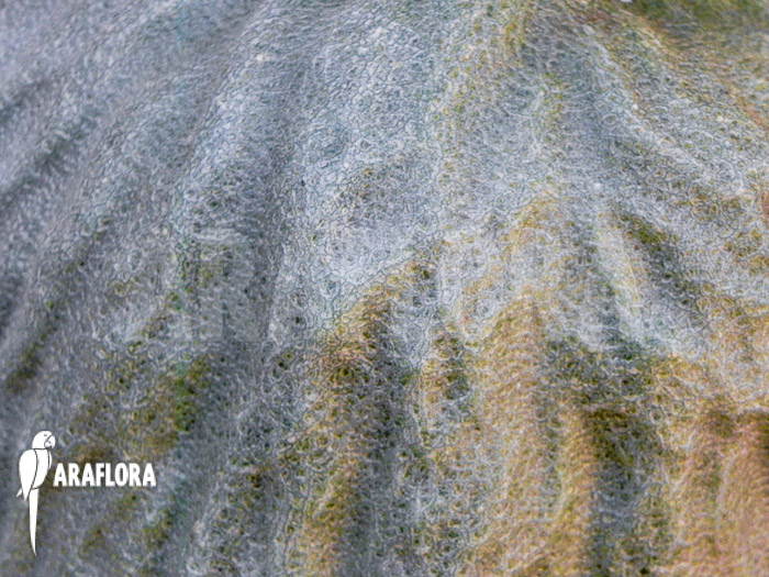 Hydnophytum simplex ‘XL’