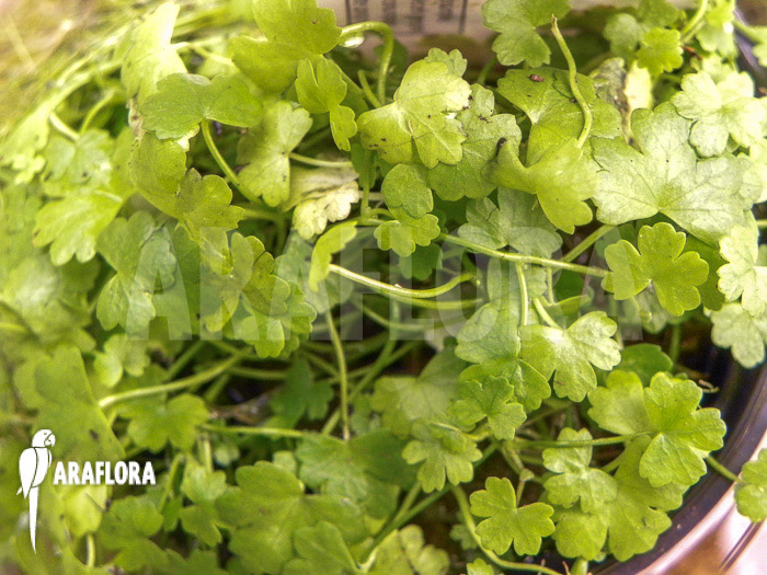 Hydrocotyle tripartita ‘Japan’