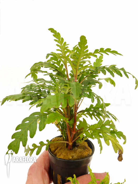 Hygrophila pinnatifida