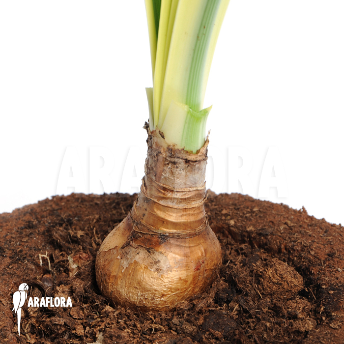 Hymenocallis littoralis cv. Variegata