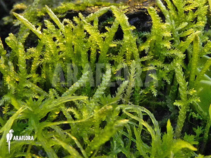 Hypnum cupressiforme ‘Moss’