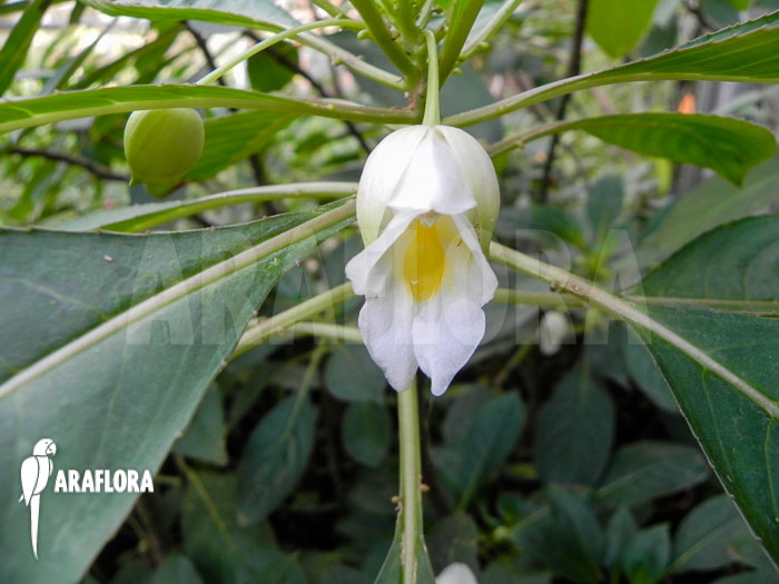 Impatiens kerriae flower