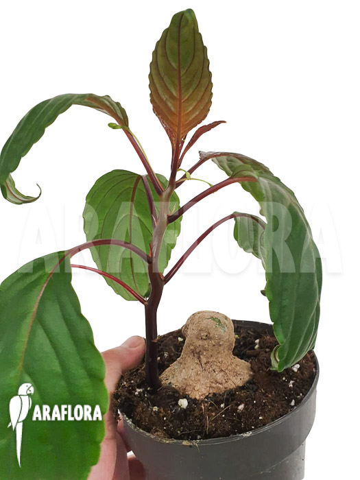 Impatiens phengklaii ‘M’