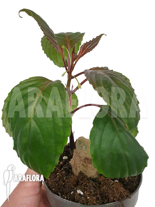 Impatiens phengklaii ‘M’