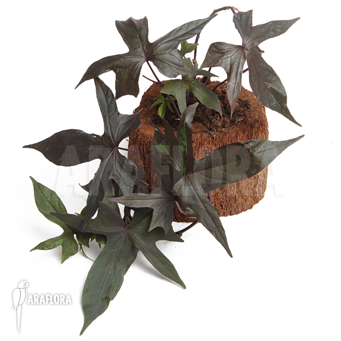 Ipomea batatas ‘Black’