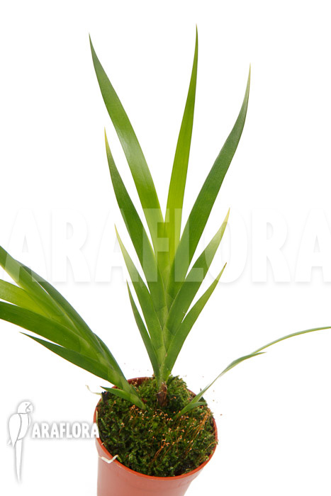 Jacquiniella equitantifolia