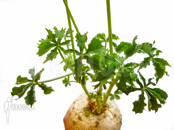 Jatropha berlandieri