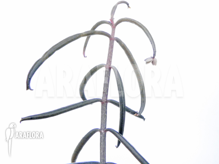 Kalanchoe beauverdii