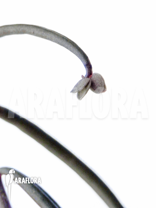 Kalanchoe beauverdii