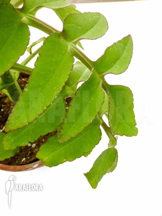 Kalanchoe prolifera