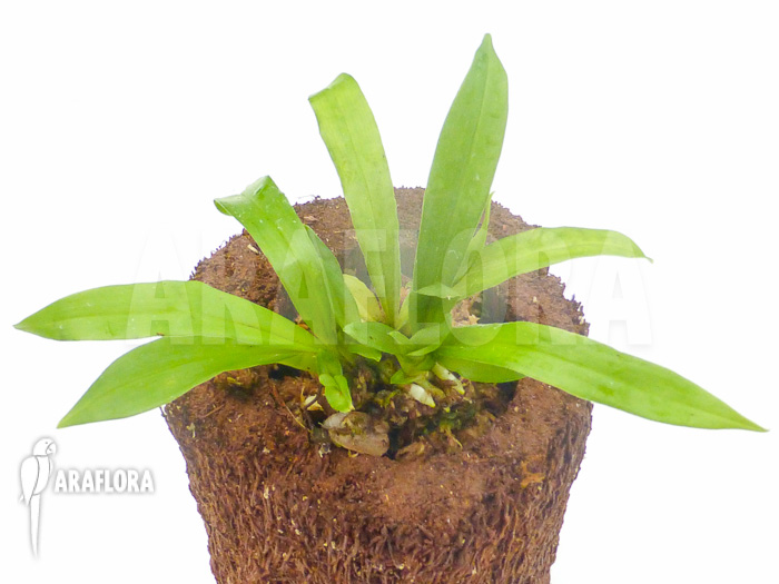 Kefersteinia tolimensis