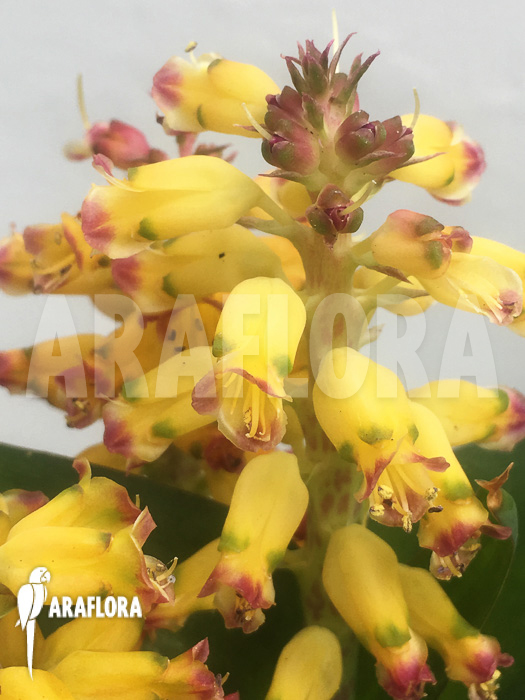 Lachenalia hybrid yellow