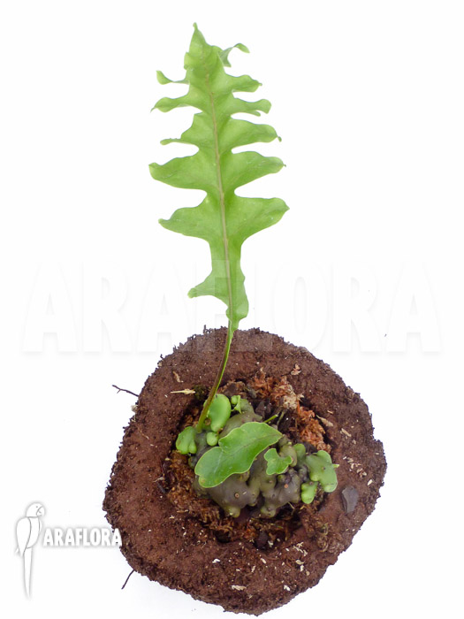 Lecanopteris celebica