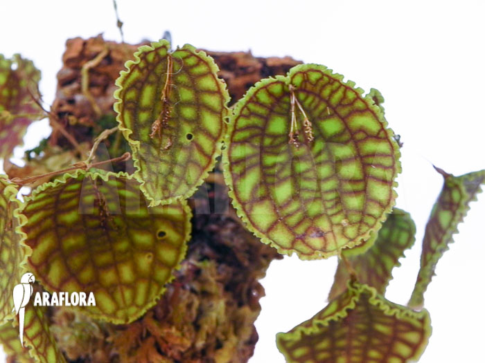 Lepanthes calodictyon