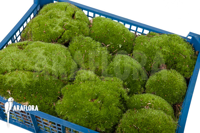 Leucobryum glaucum cradle ‘Cushion moss’ XL