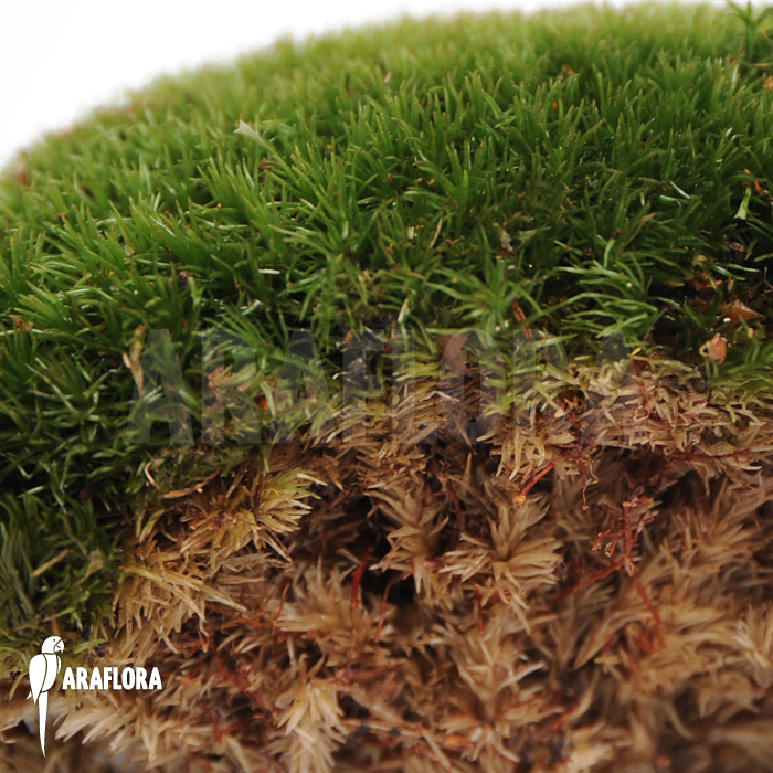 Leucobryum glaucum cradle ‘Cushion moss’
