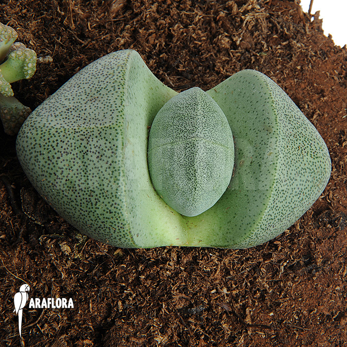 Lithops comptonii ‘Living stones’
