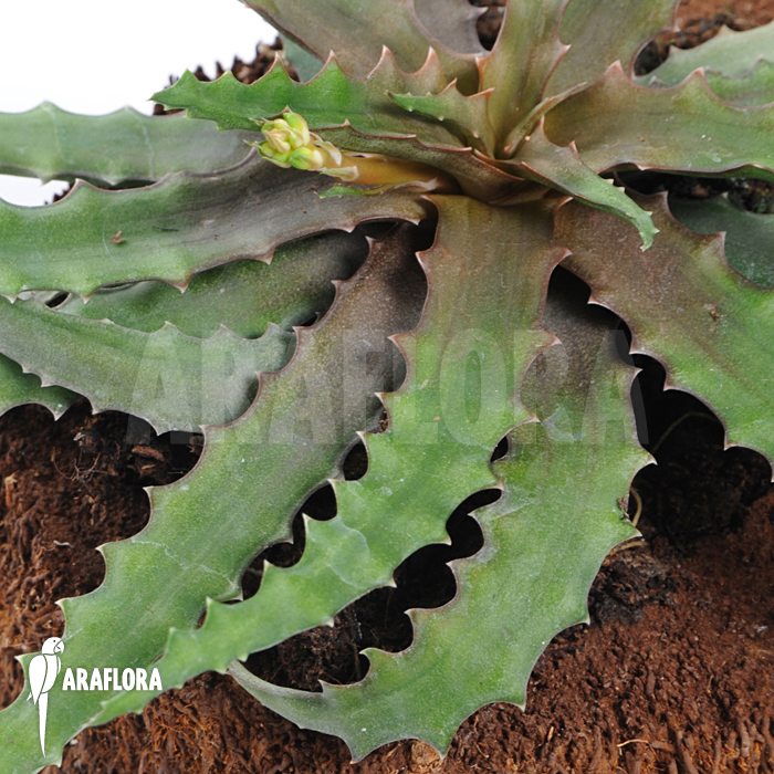 Lomatophyllum prostratum