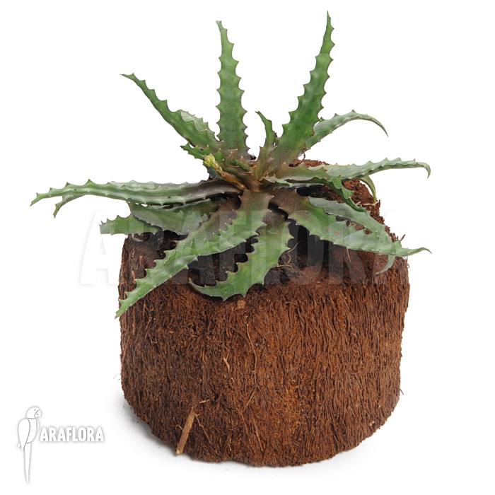 Lomatophyllum prostratum