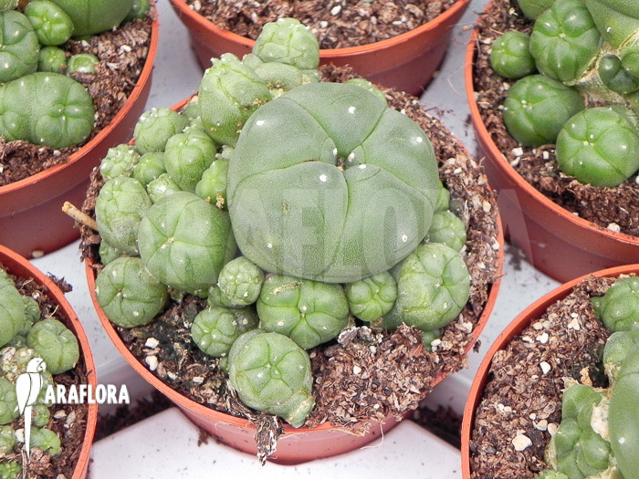 Lophophora williamsii ‘M’