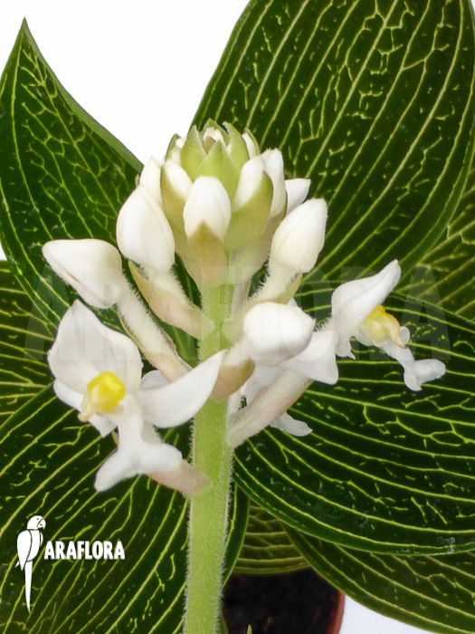 Ludisia discolor ‘Alba’