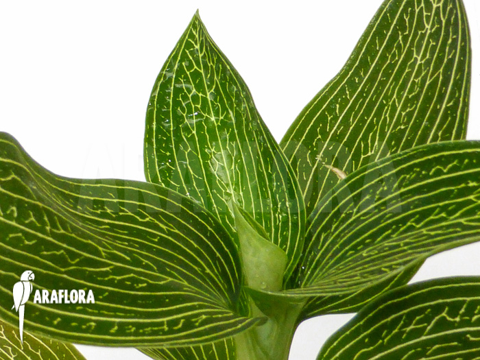 Ludisia discolor ‘Alba’