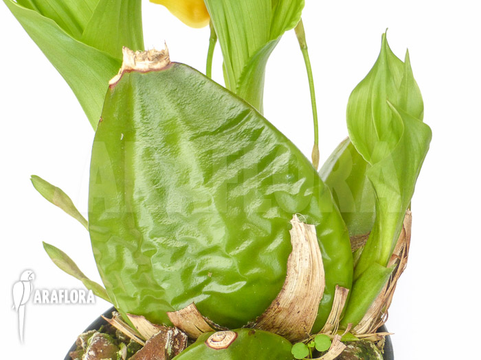 Lycaste cruenta x aromatica