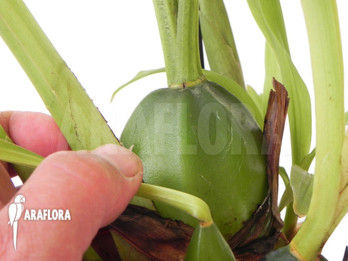 Lycaste skinneri ‘Violet’
