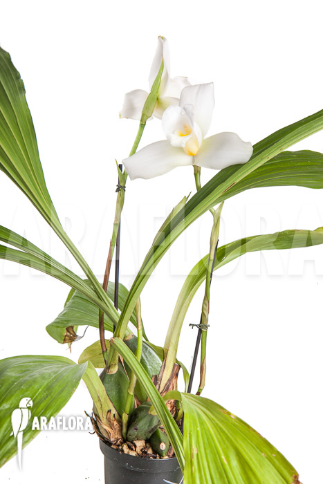 Lycaste skinneri ‘White’