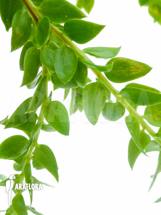 Huperzia ‘Lycopodium’ hamiltonii