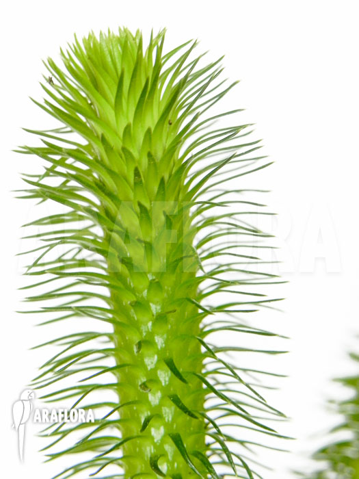 Huperzia ‘Lycopodium’ squarrosum ‘Bali’