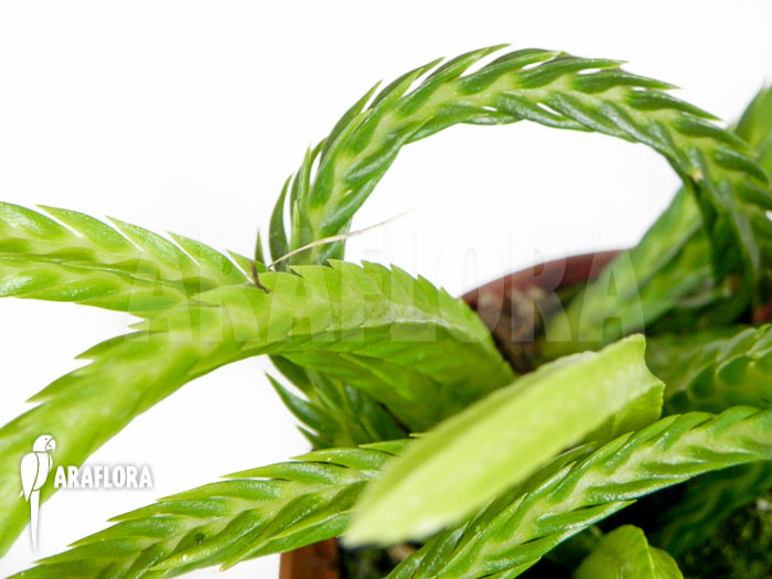 Lycopodium tetrasticha