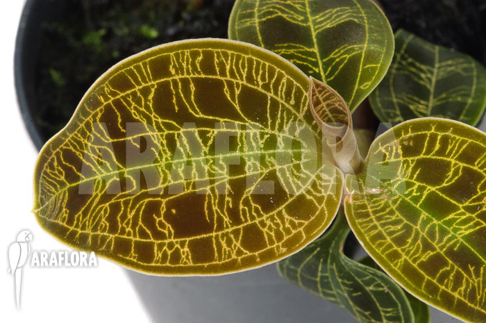 Macodes petola ‘Gold’ ‘S’