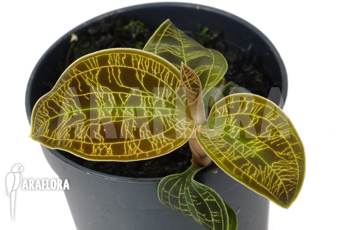 Macodes petola ‘Gold’ ‘S’