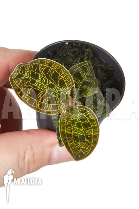 Macodes petola ‘Gold’ ‘S’