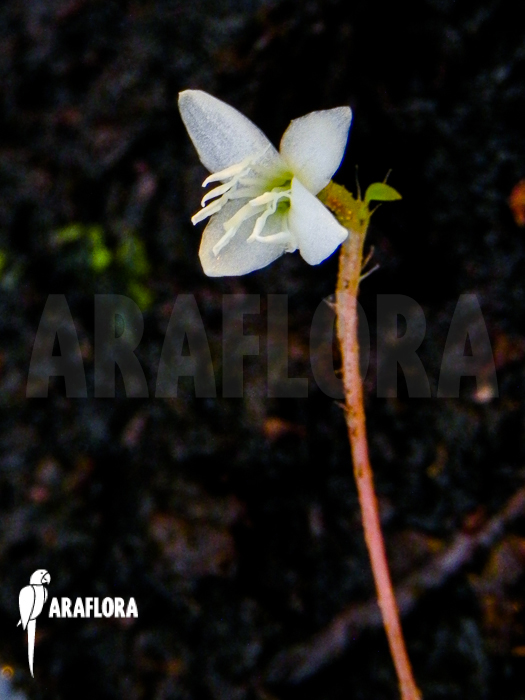 Macrocentrum droseroides flower