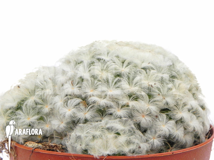 Mammillaria plumosa