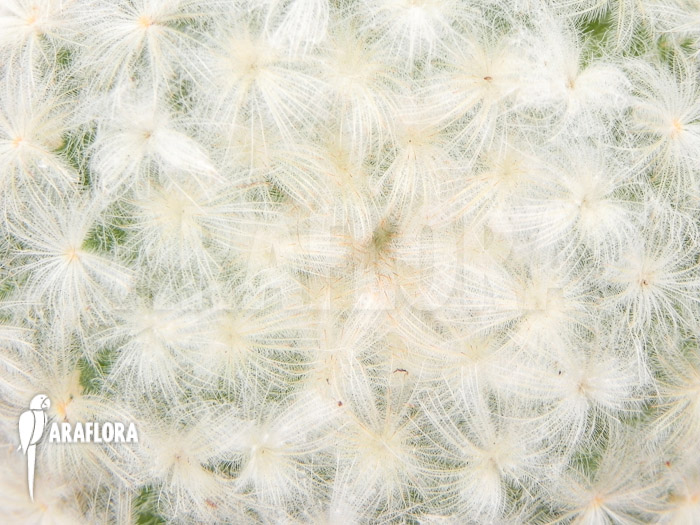 Mammillaria plumosa