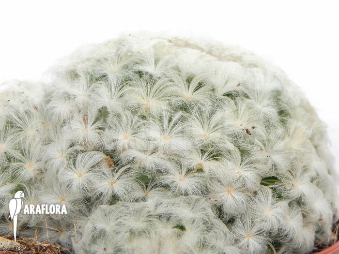 Mammillaria plumosa
