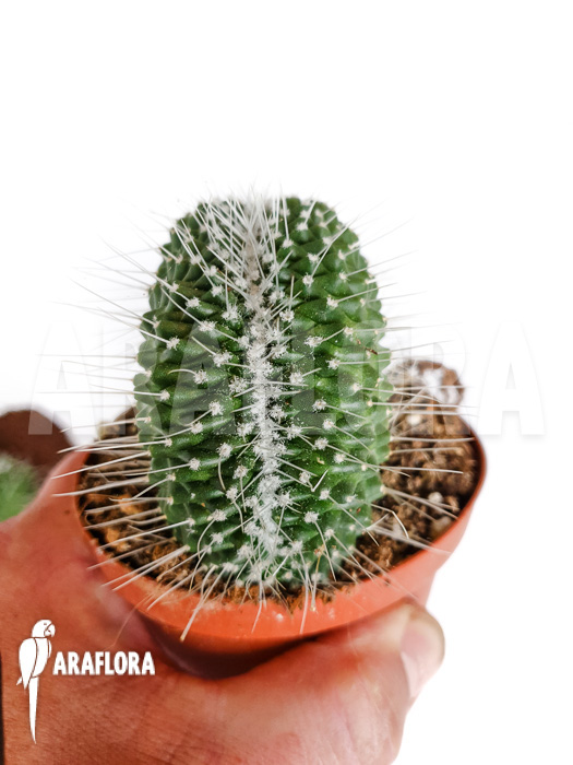 Mammillaria spinosissima ‘un pico cristata’
