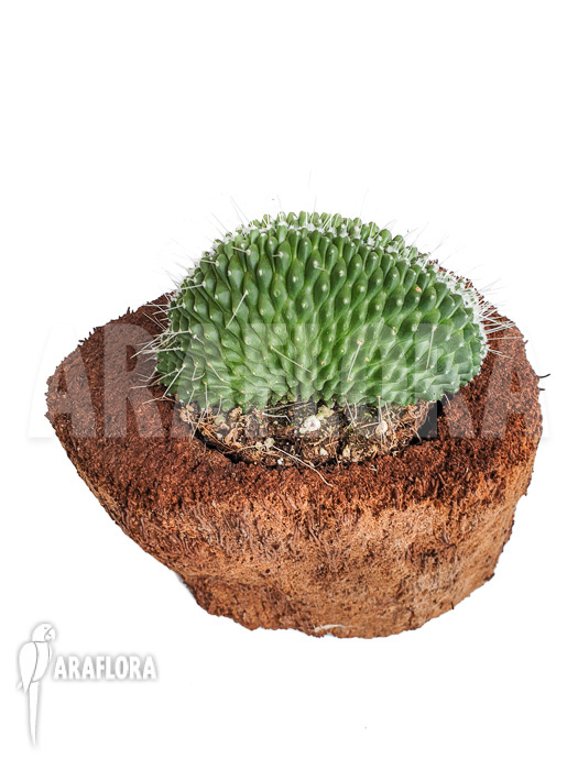 Mammillaria spinosissima ‘un pico cristata’