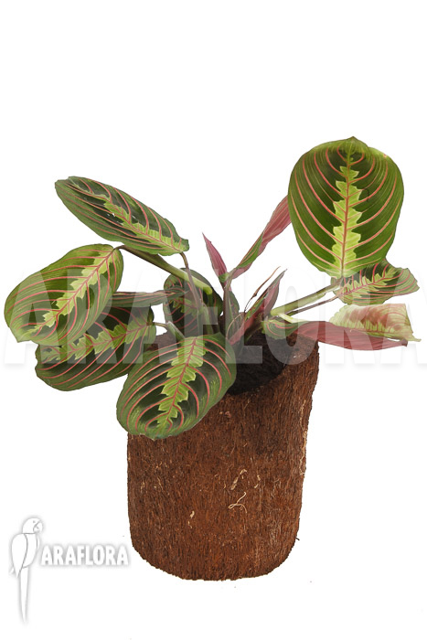 Maranta leuconeura var ‘Fascinator’