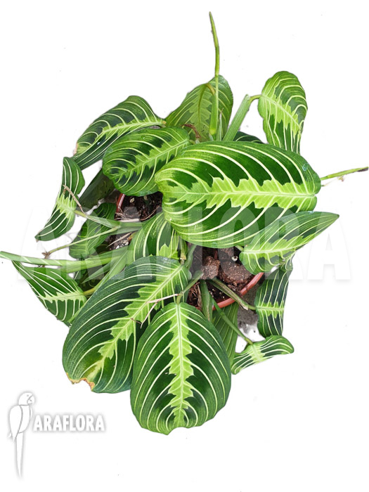 Marantha ‘Lemon lime’