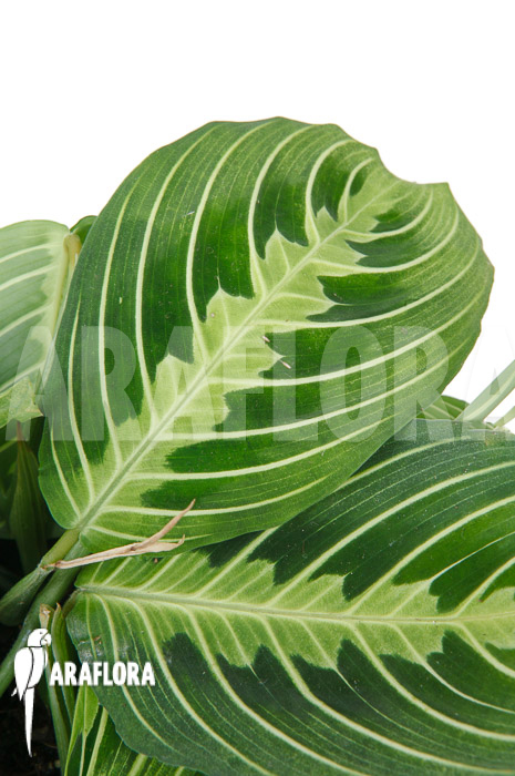 Marantha ‘Lemon lime’