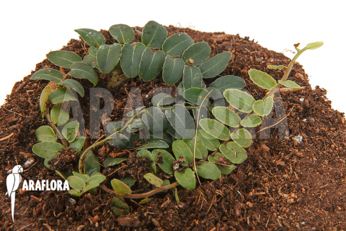 Marcgravia species ‘New Small’