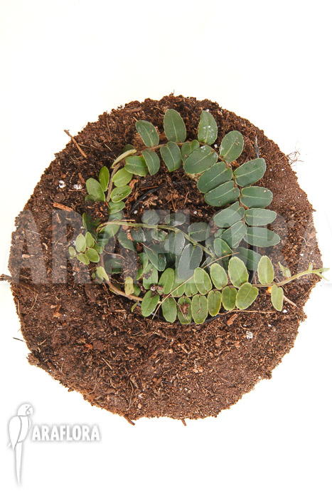 Marcgravia species ‘New Small’