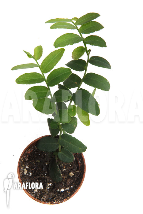 Marcgravia umbellata ‘Starter’