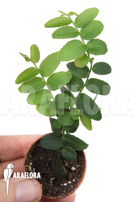 Marcgravia umbellata ‘Starter’