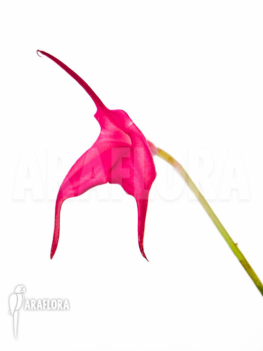Masdevallia barlaeana