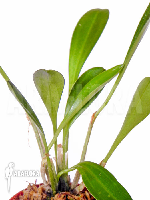 Masdevallia coccinea alba